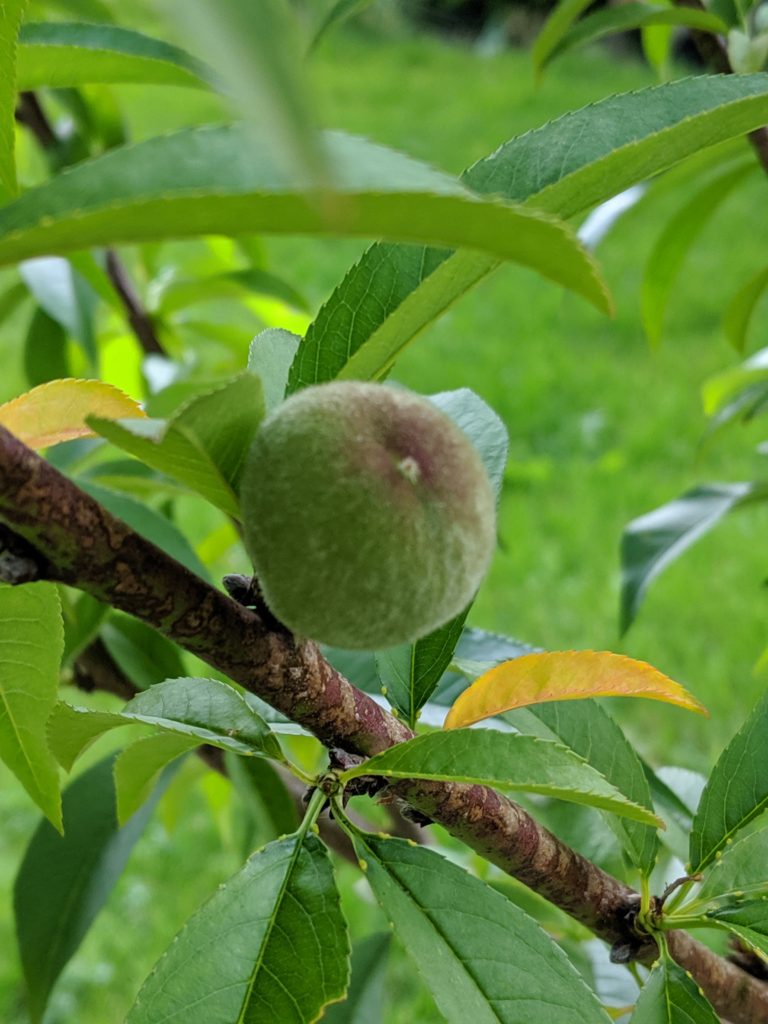 The first of our peaches - the fruit of a year's labor.